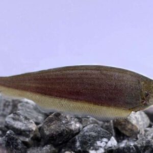 Xenomystus Nigri