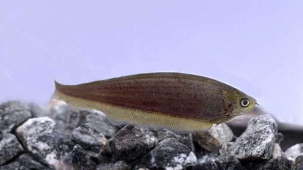 Xenomystus Nigri